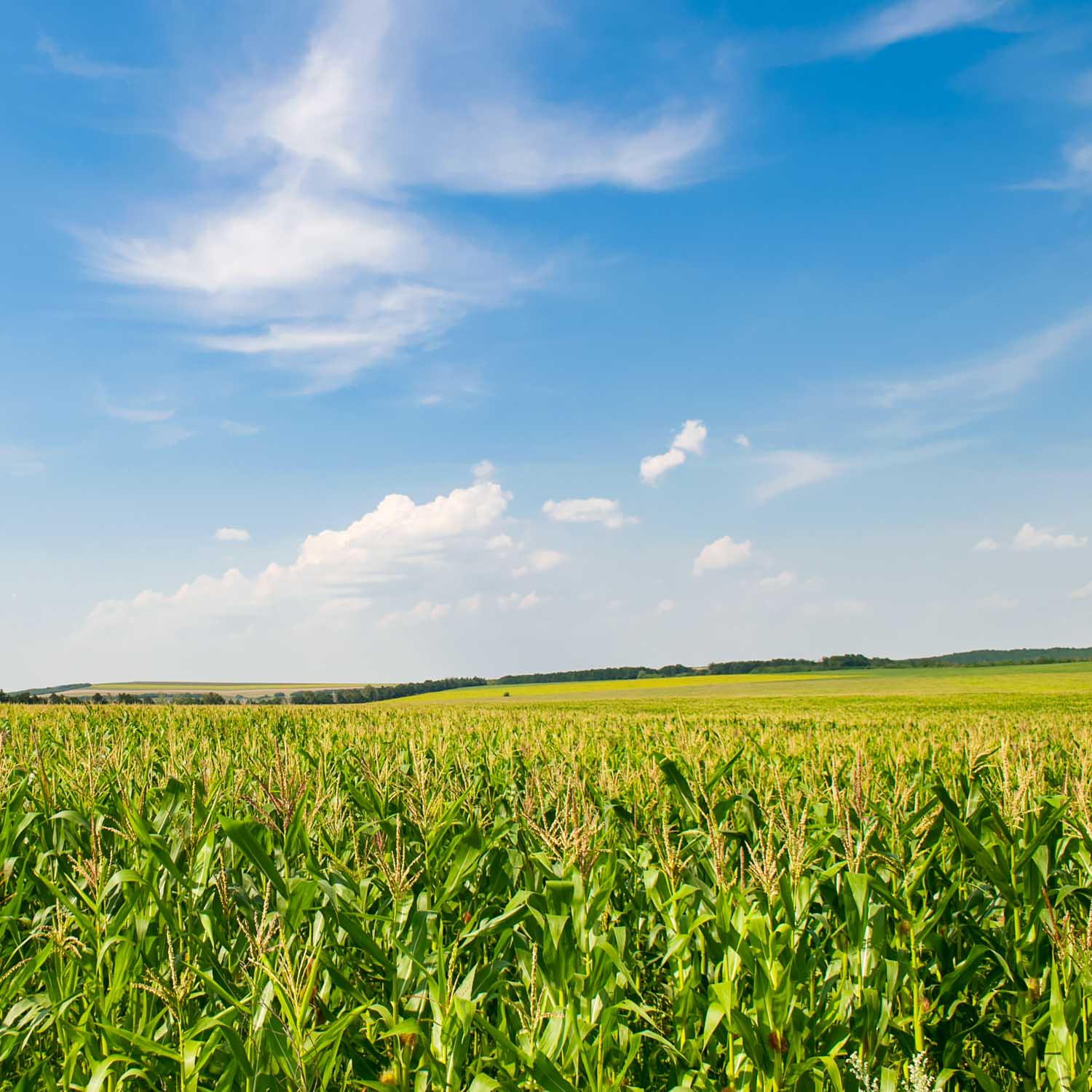 Pflanzenschutz Landesprodukte Gruber Maisfeld im Sommer